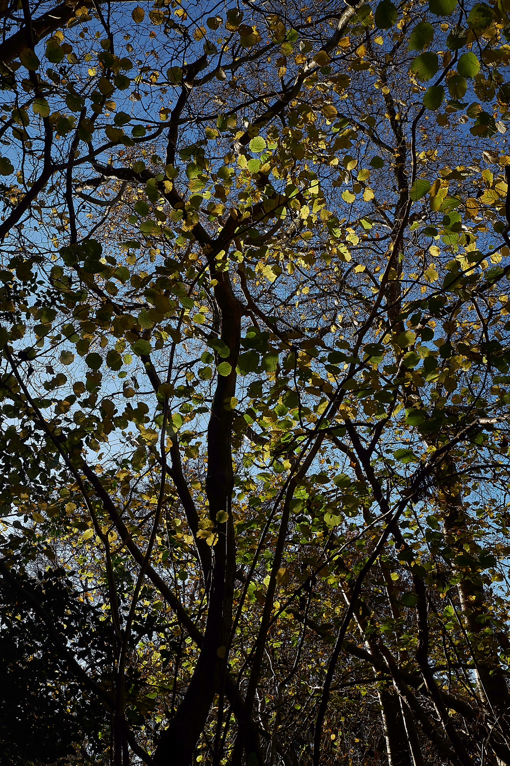 Guybon'sWood171118-5