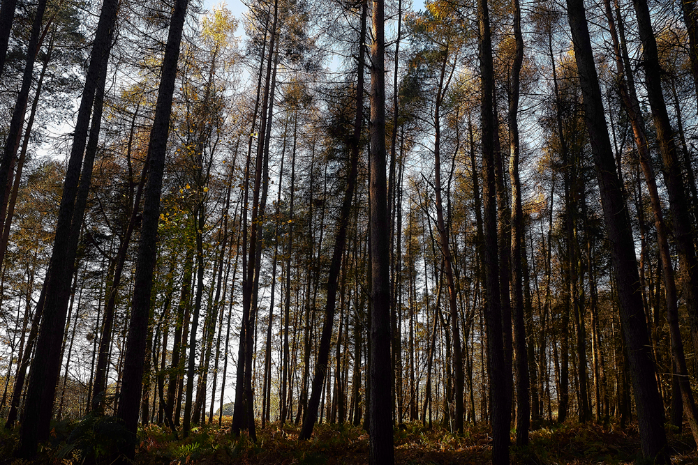 Guybon'sWood171118-6