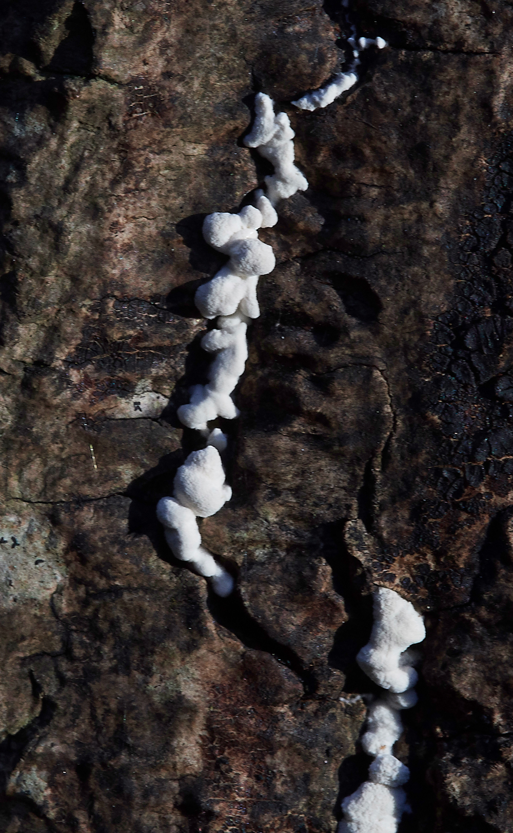 Guybon'sWoodFennnugrekStalkball171118-2