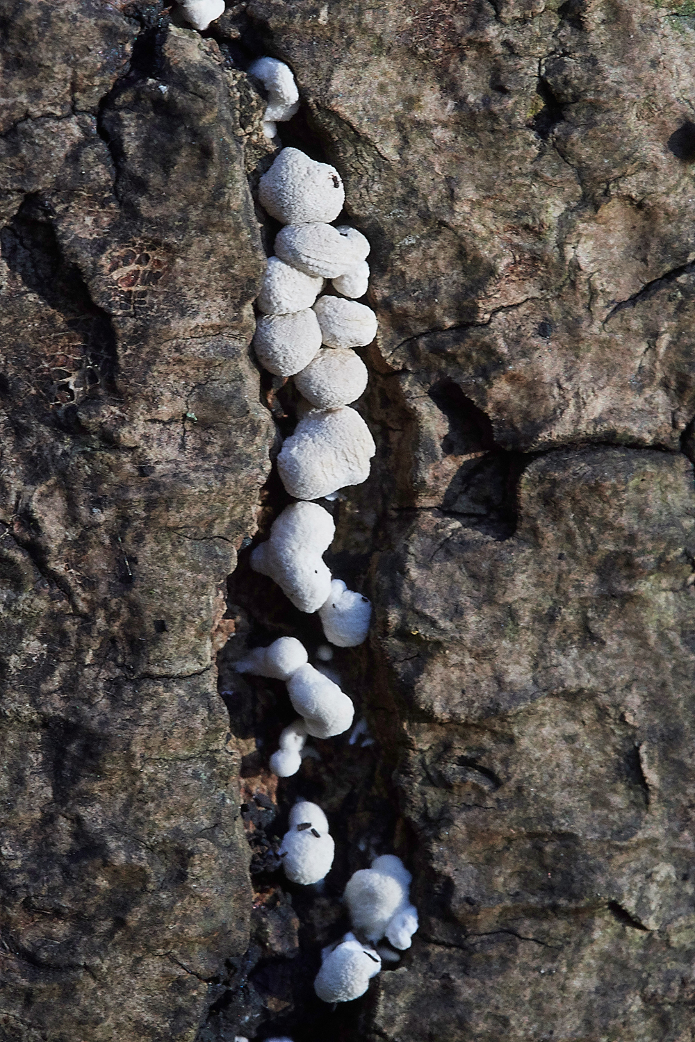 Guybon'sWoodFennugrekStalkball171118-1