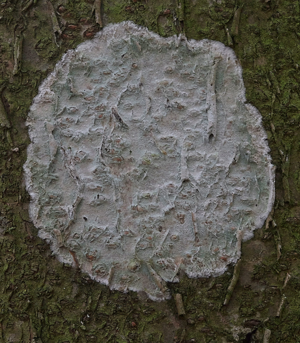 Guybon'sWoodLichen171118-1