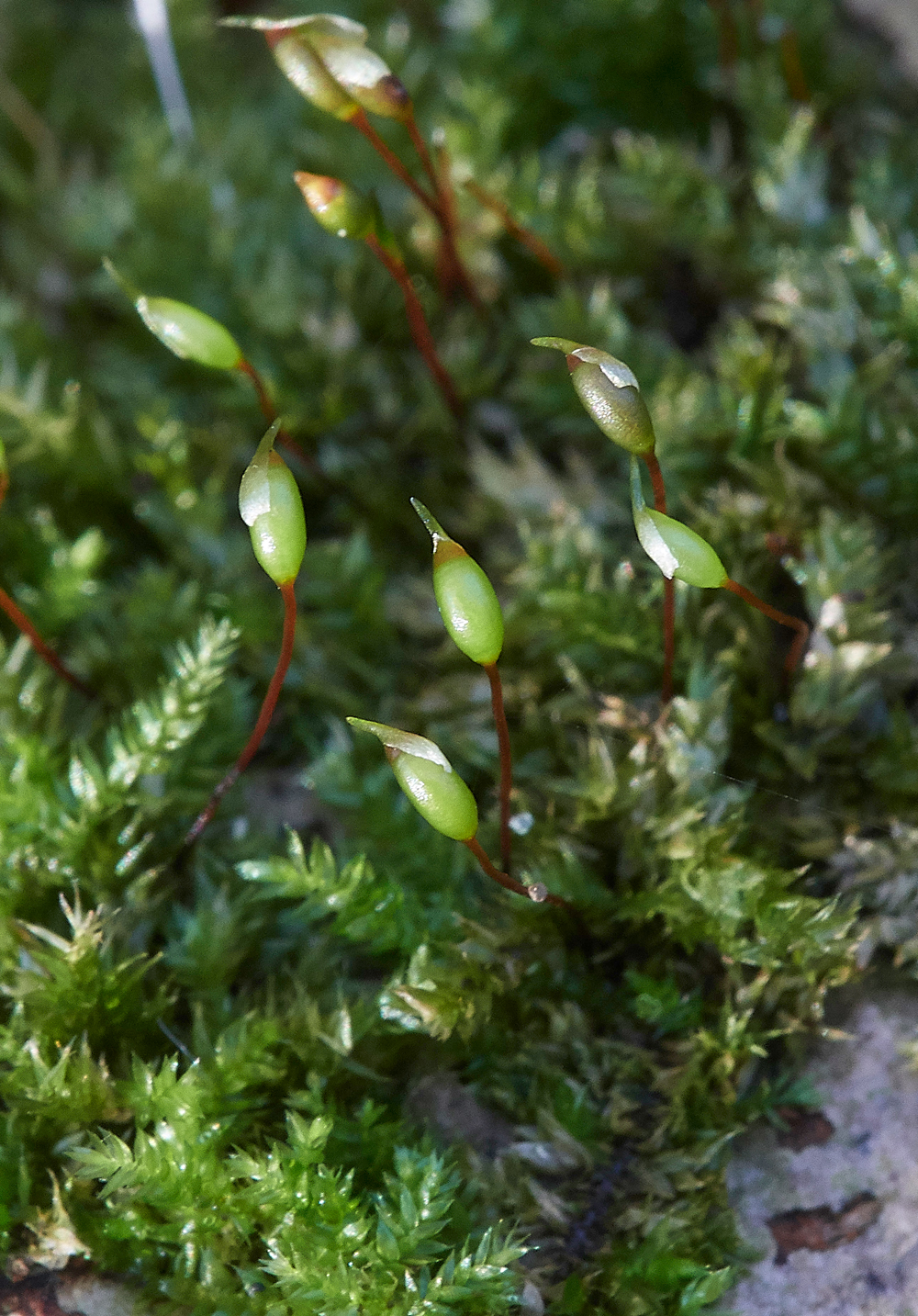 Guybon'sWoodMoss171118-1