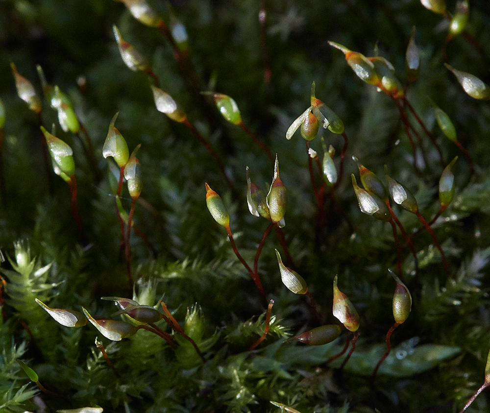 Guybon'sWoodMoss171118-2