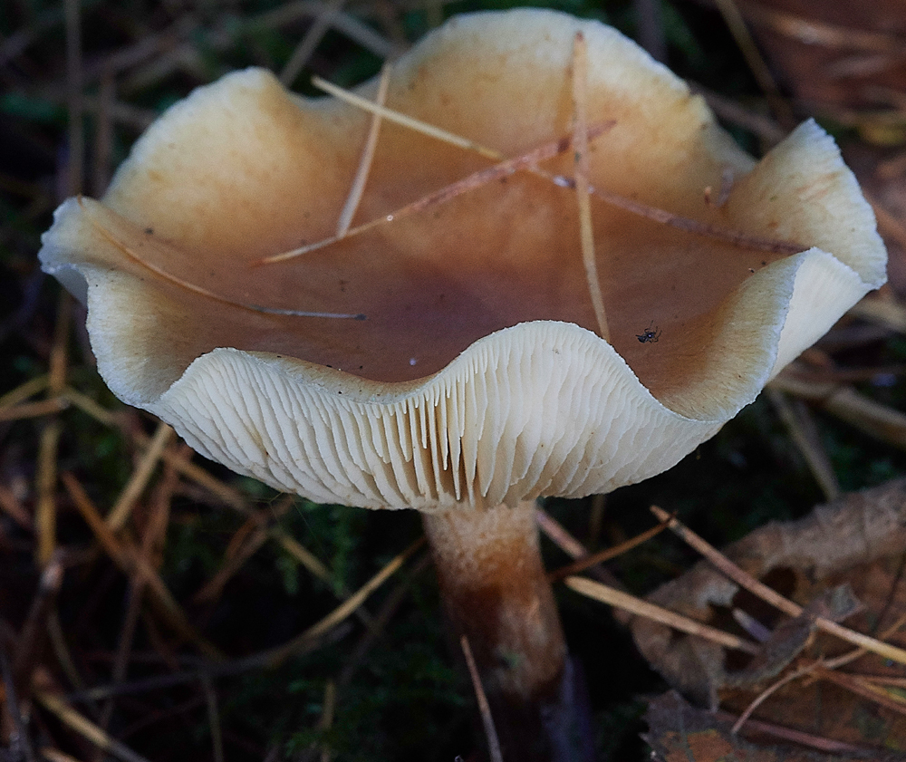 Guybon'sWoodShroom10171118-1