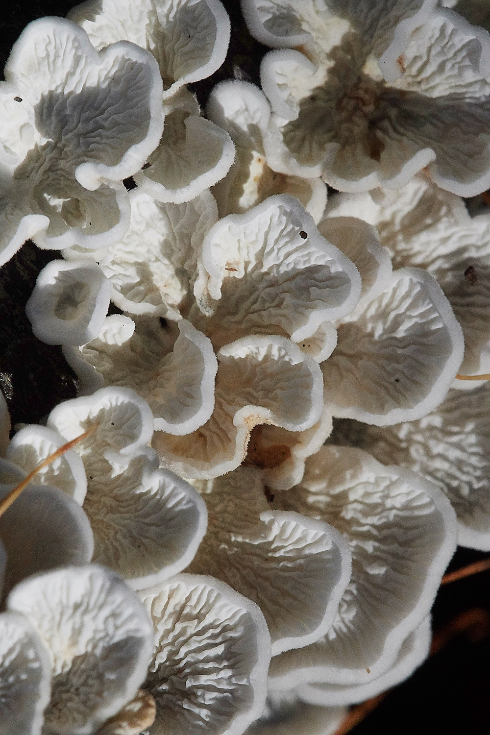 Guybon'sWoodShroom11171118-1