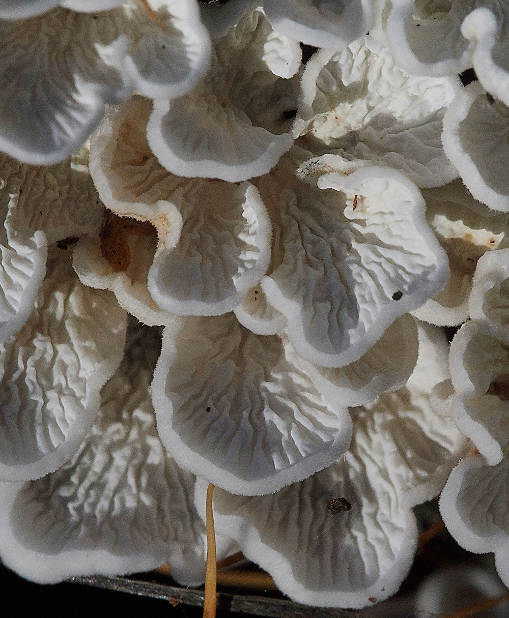 Guybon'sWoodShroom11171118-2