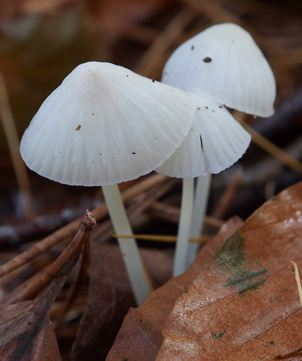 Guybon'sWoodShroom1171118-1