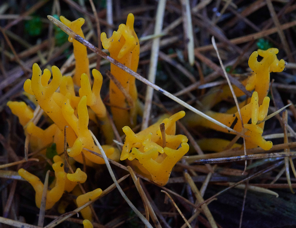 Guybon'sWoodShroom12111718-1