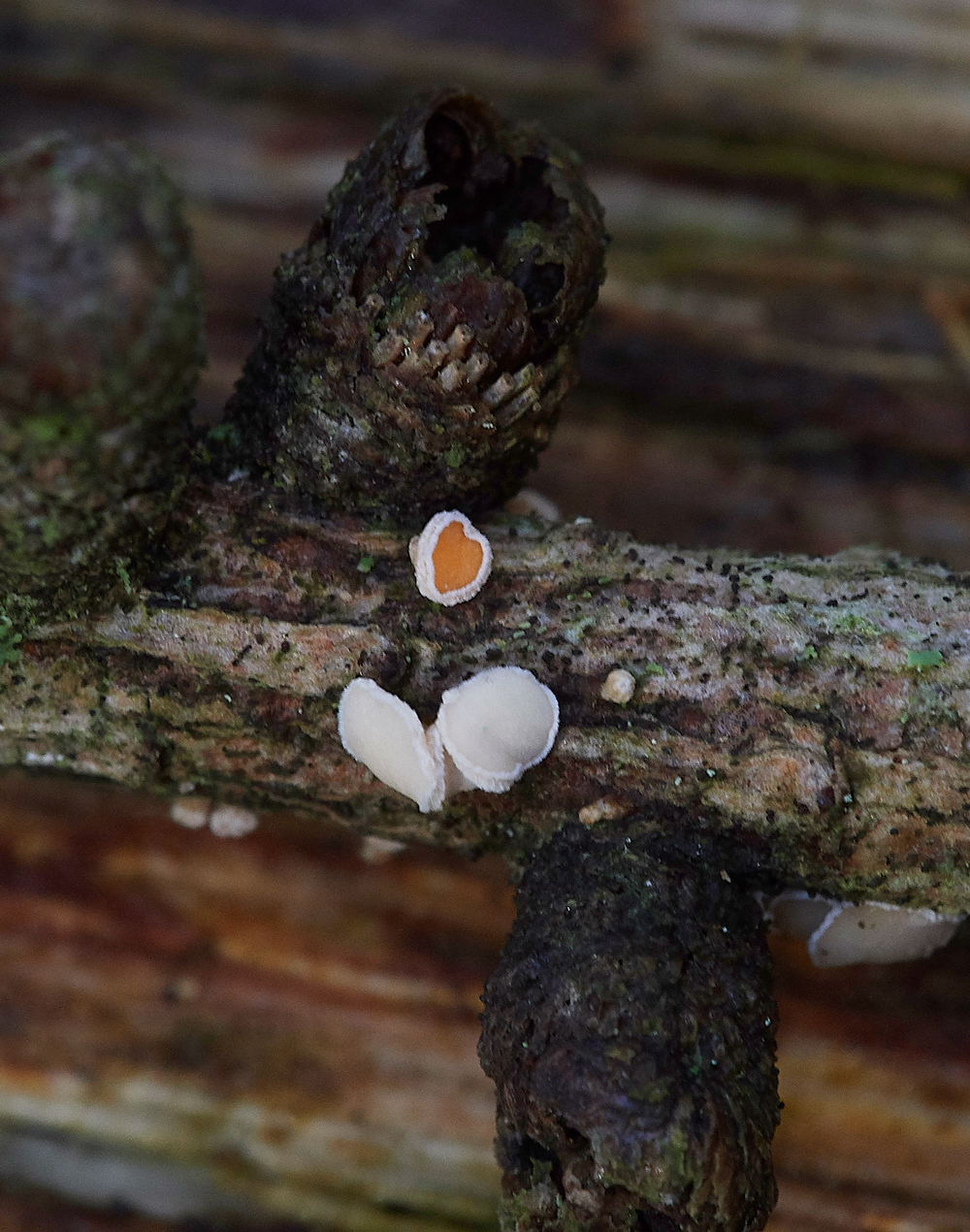 Guybon'sWoodShroom13111718-1