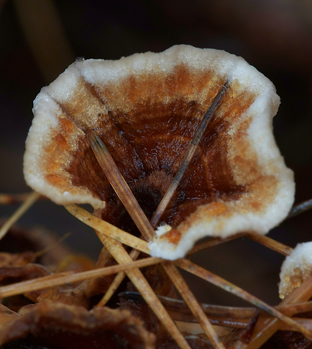 Guybon'sWoodShroom14111718-1