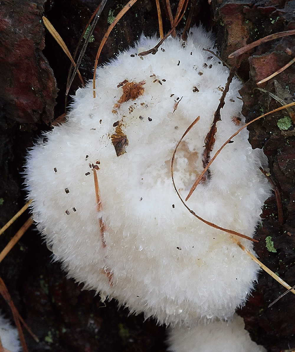 Guybon'sWoodShroom15111718-1