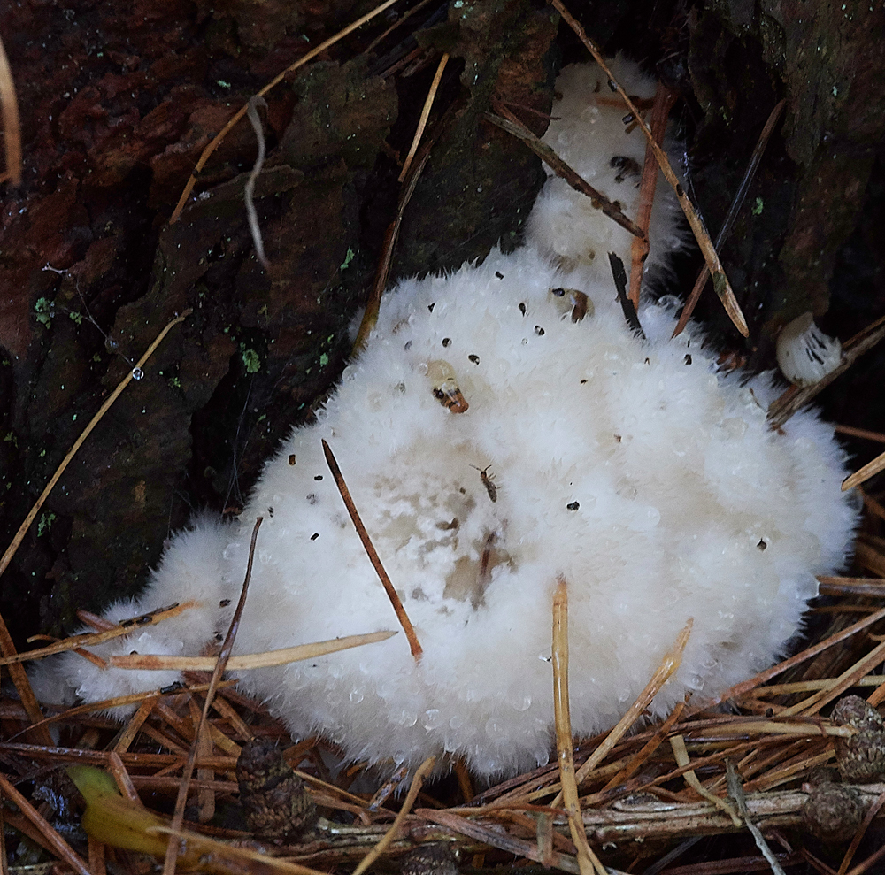 Guybon'sWoodShroom15171118-2