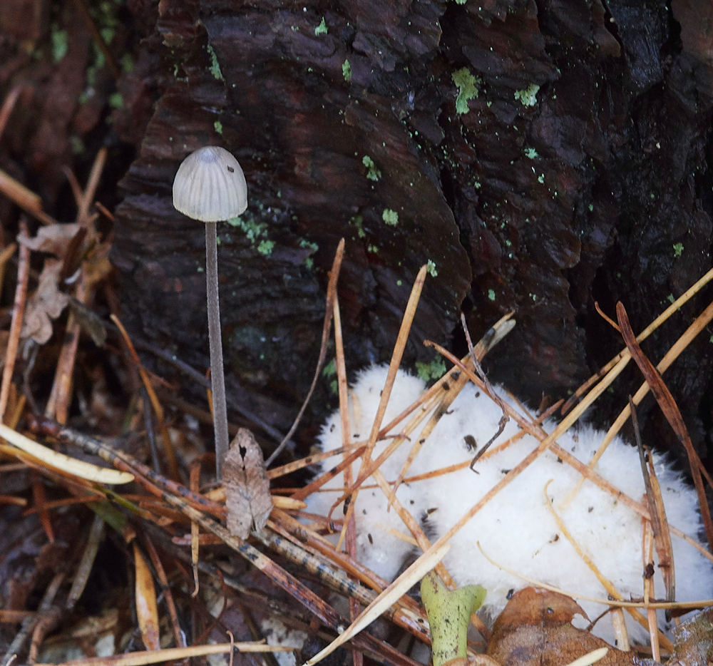 Guybon'sWoodShroom16111718-1