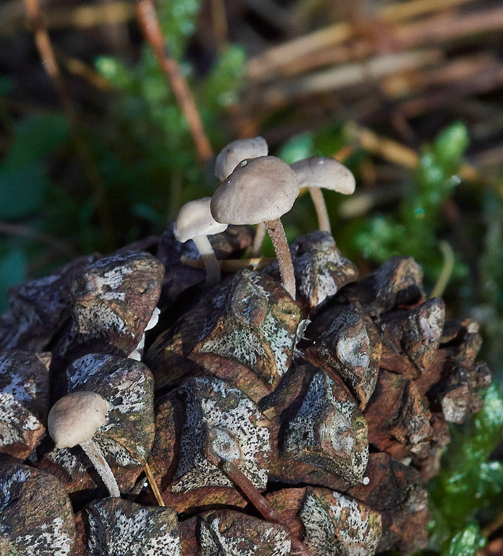 Guybon'sWoodShroom18171118-1