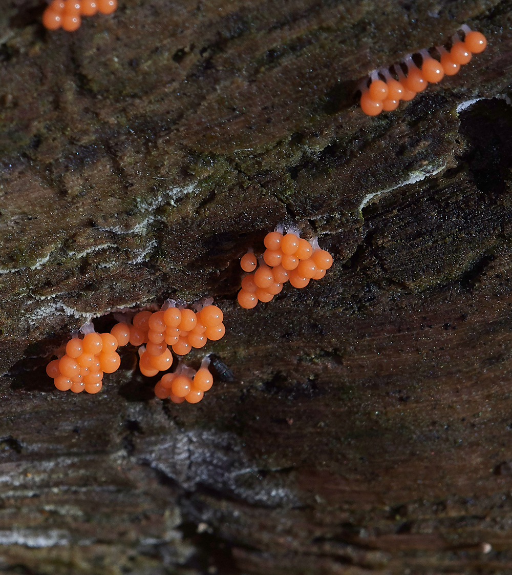 Guybon'sWoodShroom19171118-1