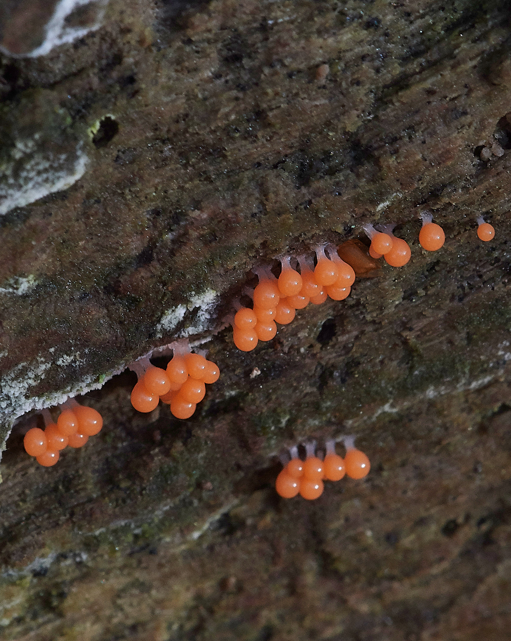 Guybon'sWoodShroom19171118-2