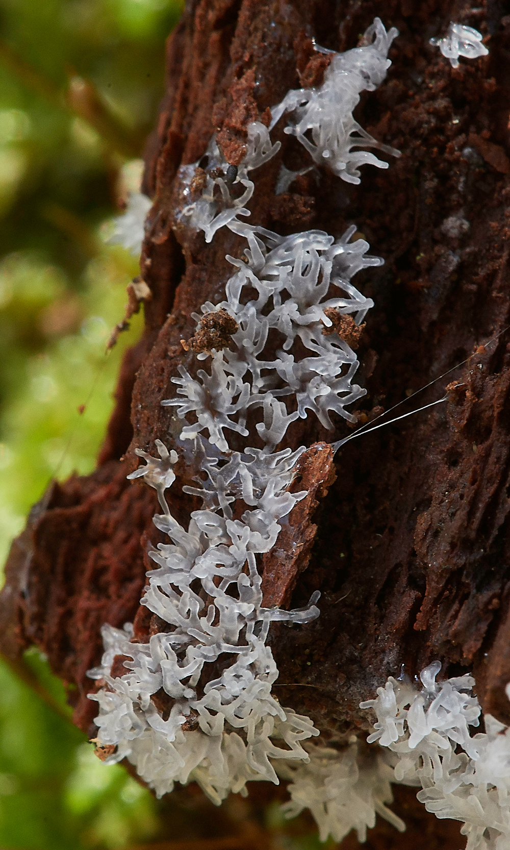 Guybon'sWoodShroom20171118-2