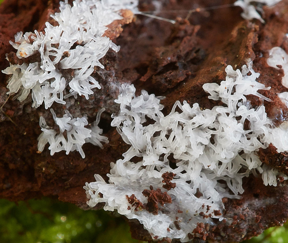 Guybon'sWoodShroom20171118-3