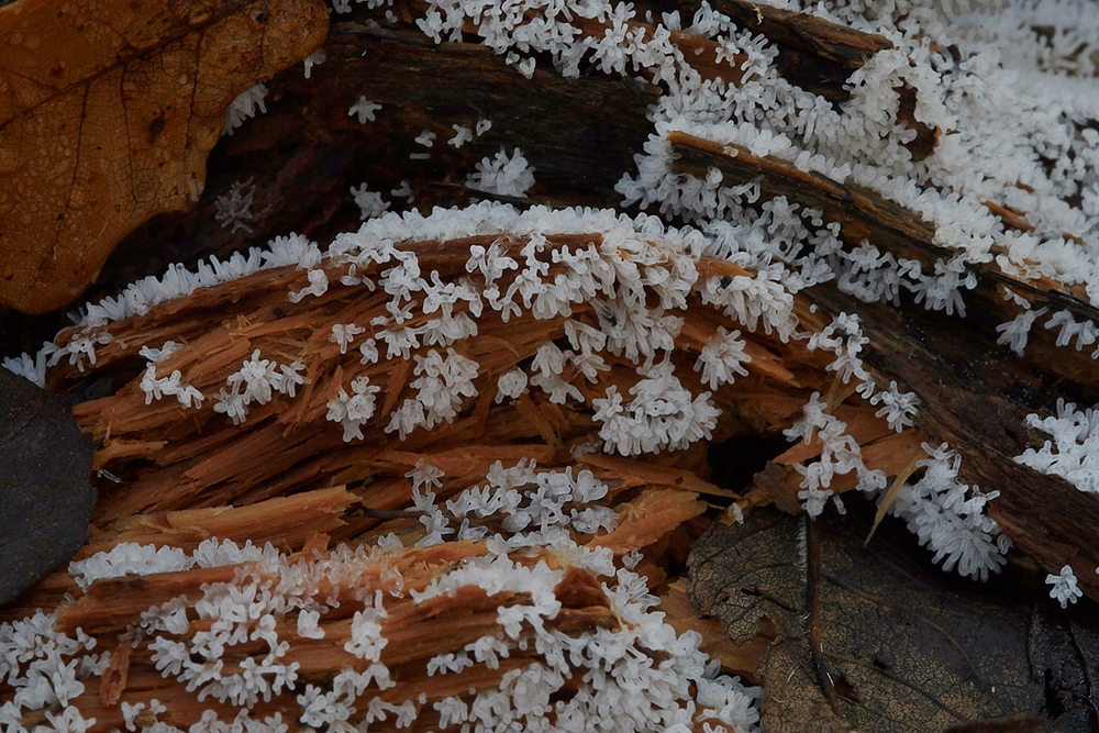 Guybon'sWoodShroom20171118-4