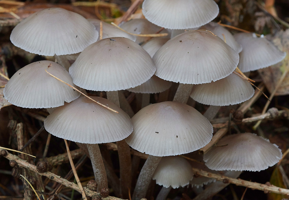 Guybon'sWoodShroom2171118-1