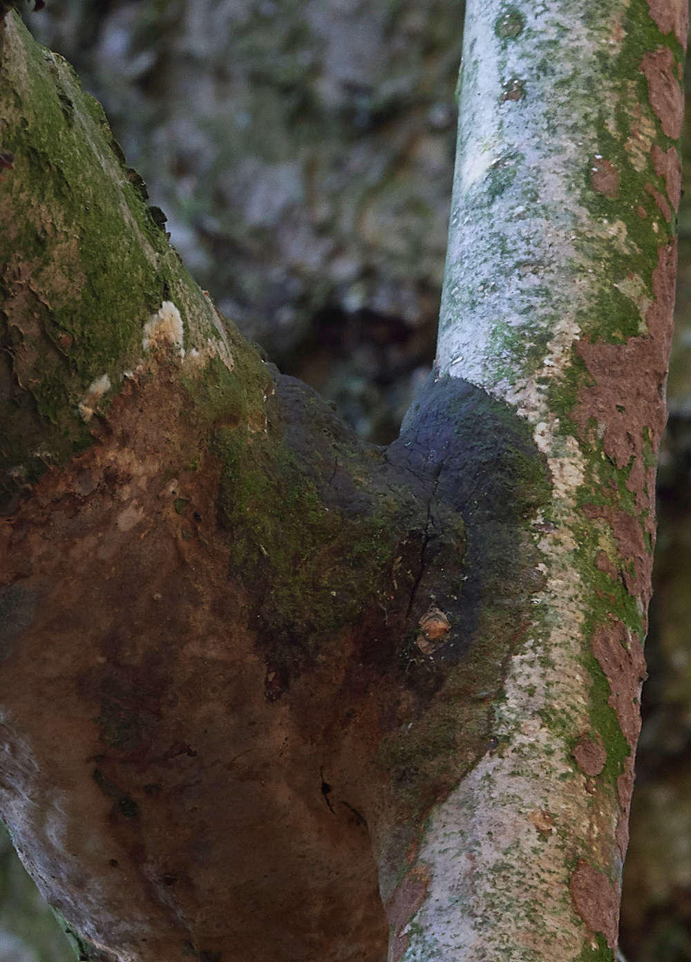 Guybon'sWoodShroom22171118-1