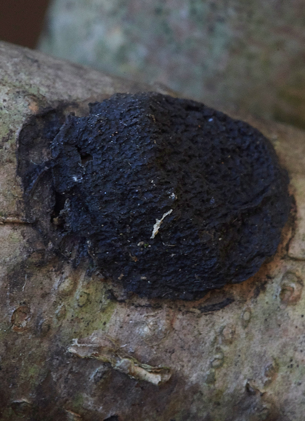 Guybon'sWoodShroom23171118-1