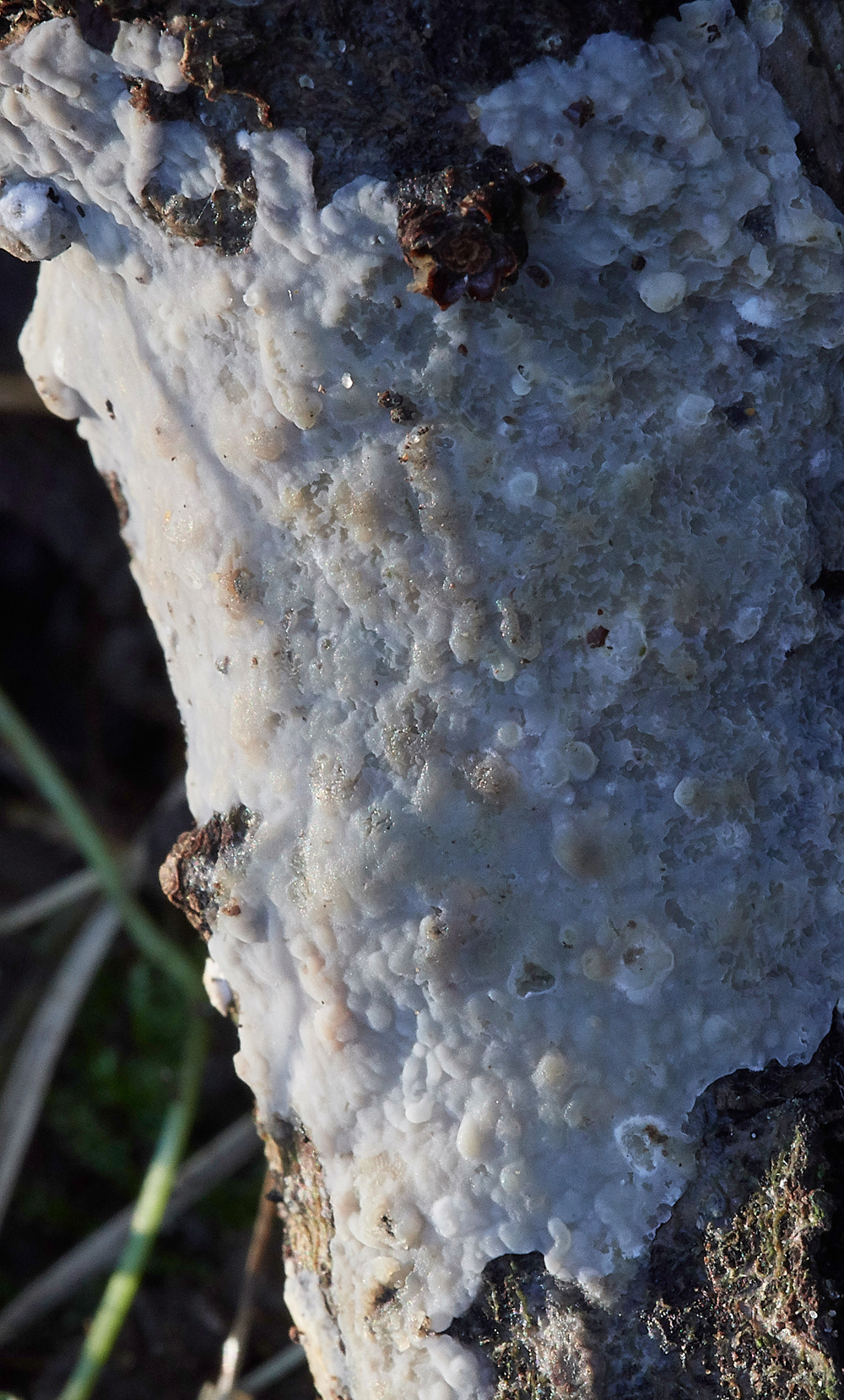 Guybon'sWoodShroom24171118-1