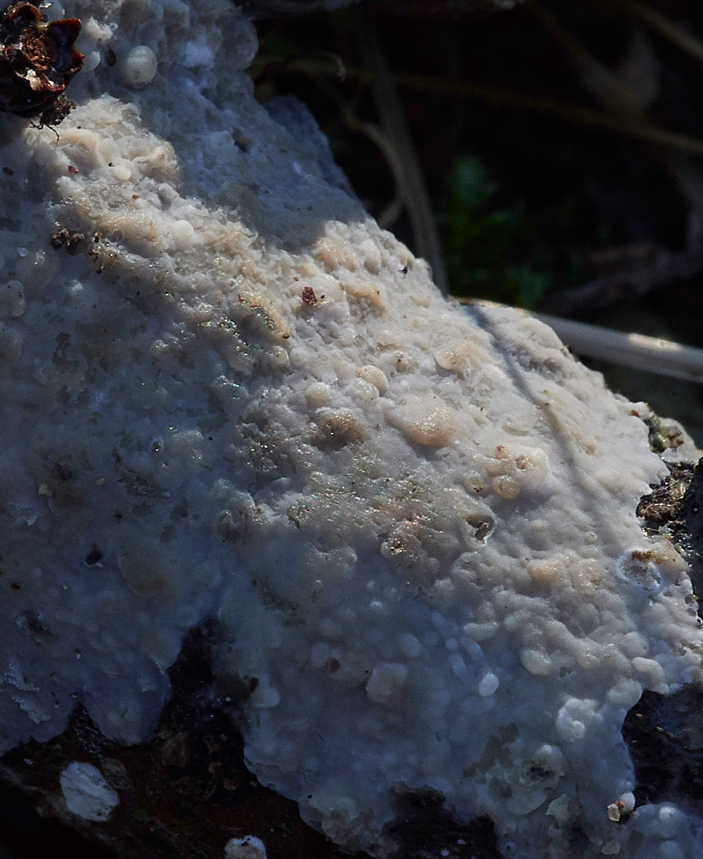 Guybon'sWoodShroom24171118-2