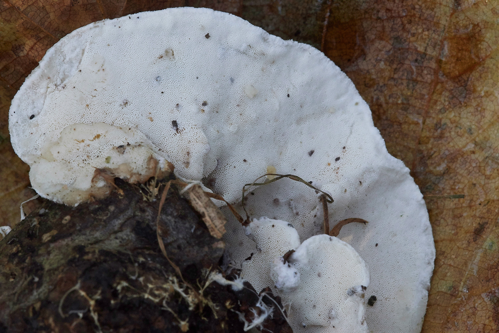 Guybon'sWoodShroom25171118-1