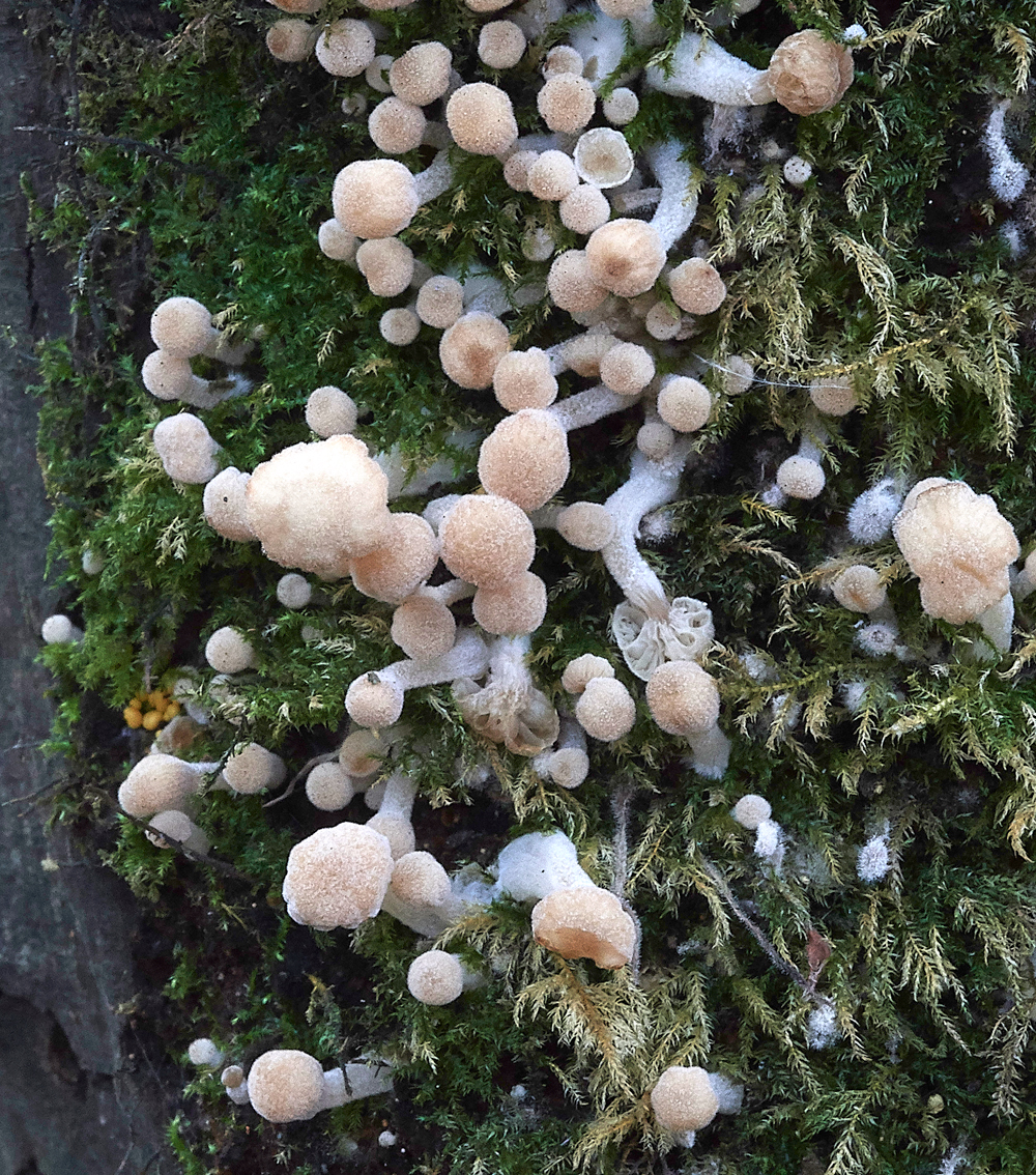 Guybon'sWoodShroom26171118-1