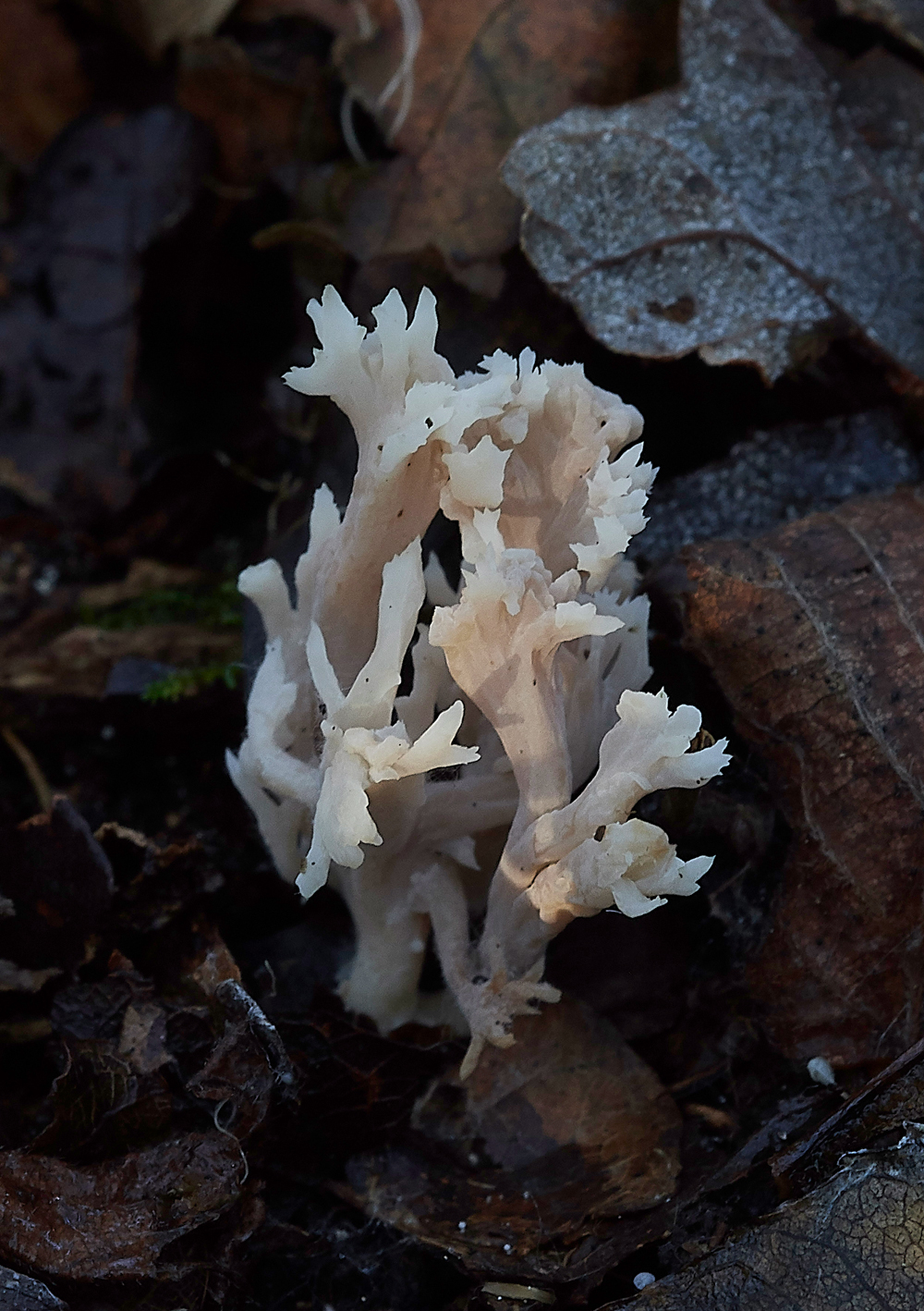 Guybon'sWoodShroom27171118-1