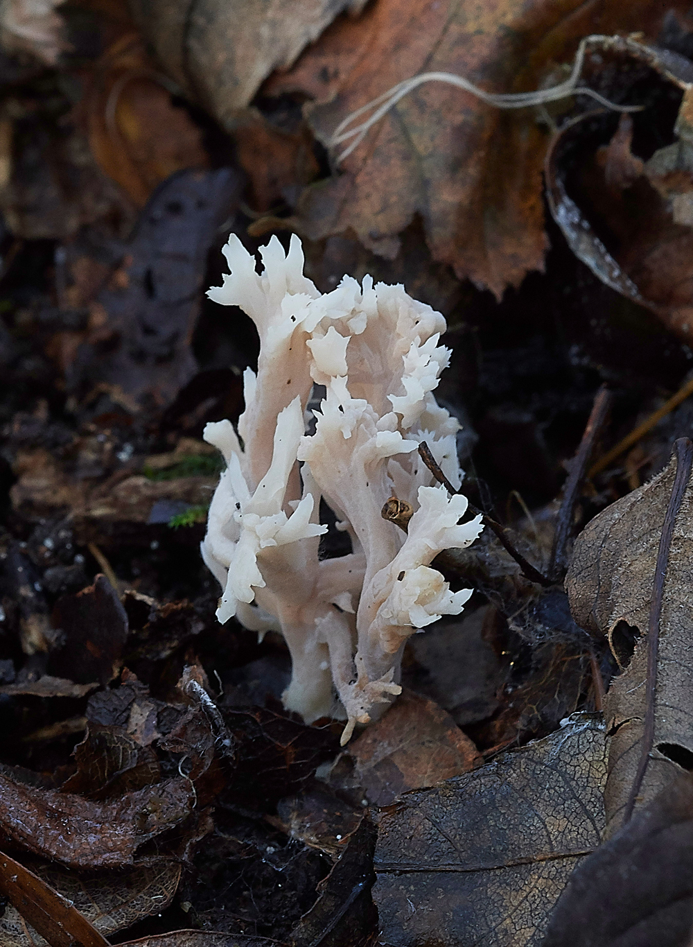 Guybon'sWoodShroom27171118-2