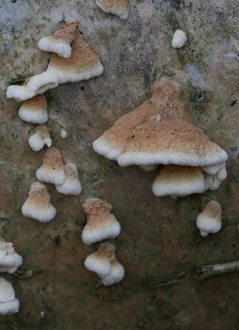 Guybon'sWoodShroom28171118-1