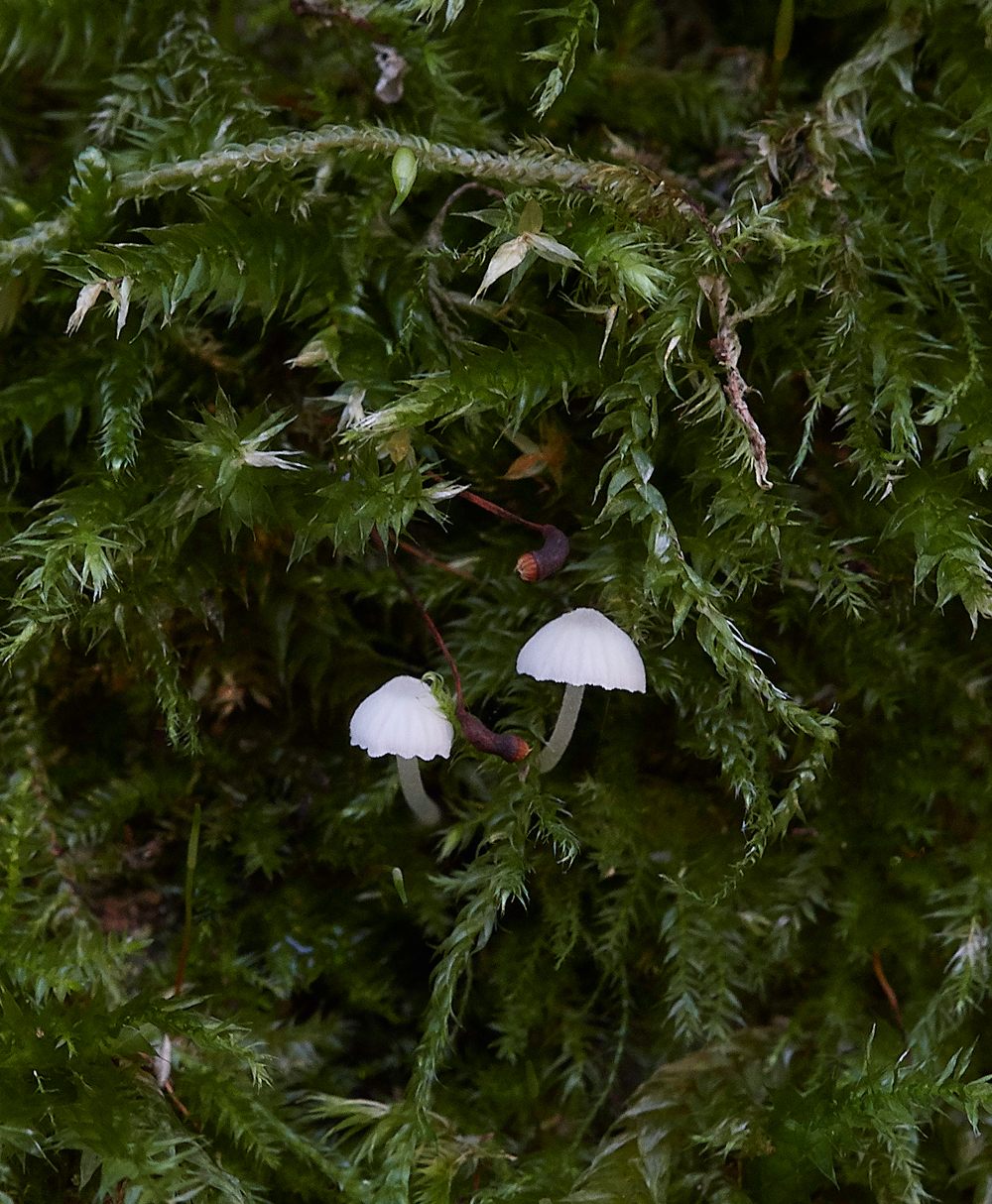 Guybon'sWoodShroom29171118-1