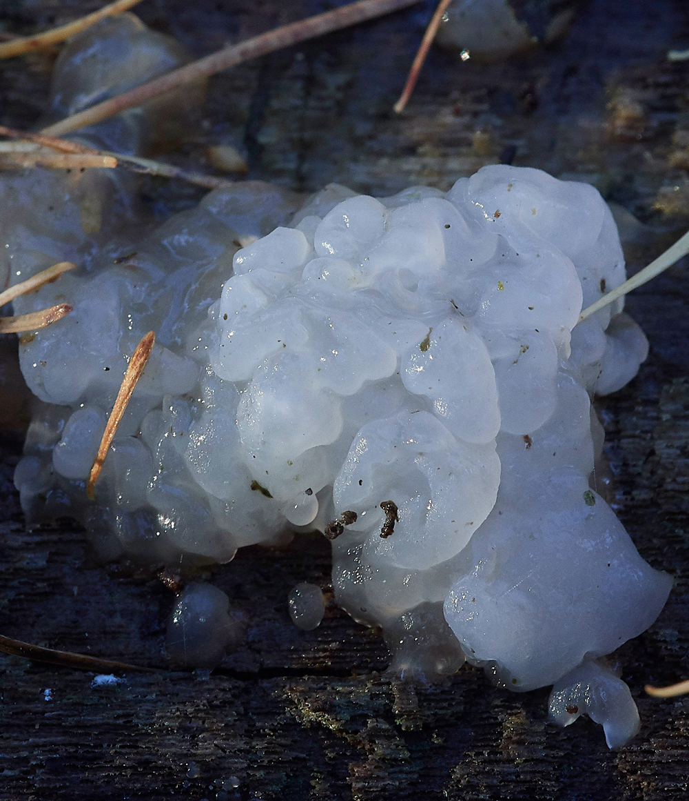 Guybon'sWoodShroom30171118-1