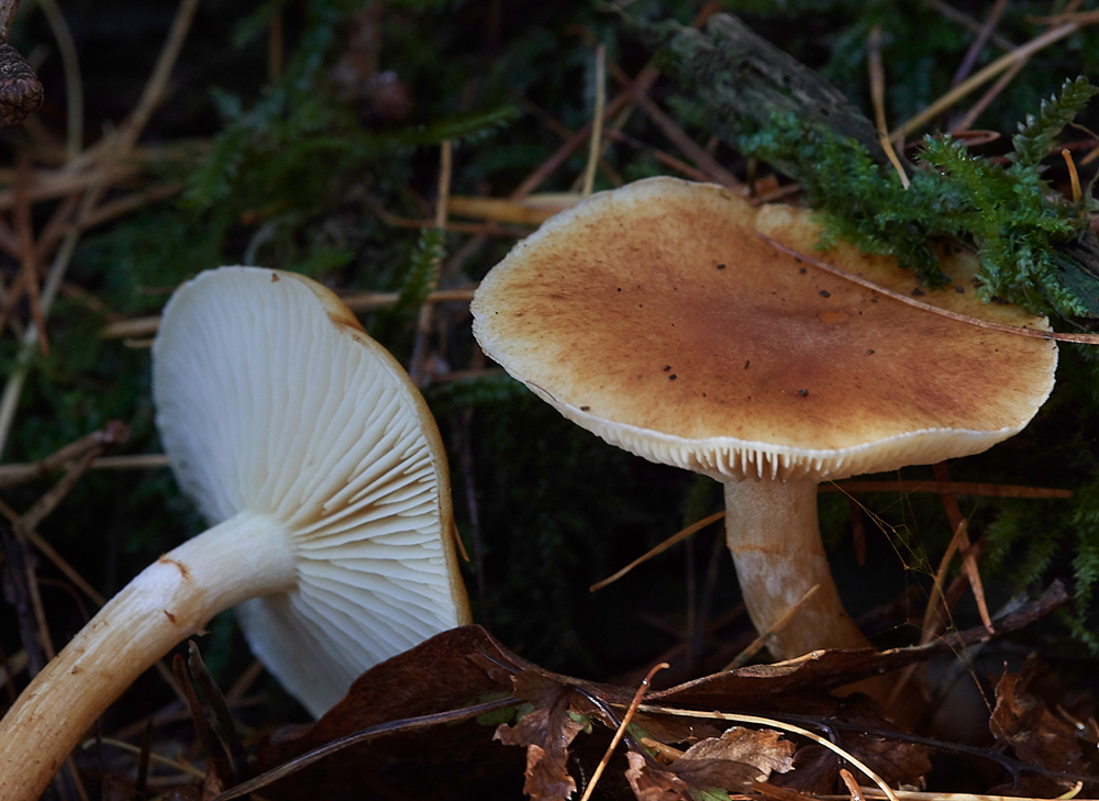 Guybon'sWoodShroom31171118-1