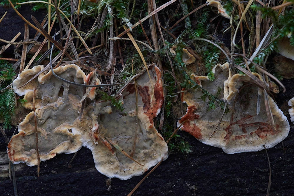 Guybon'sWoodShroom3171118-1