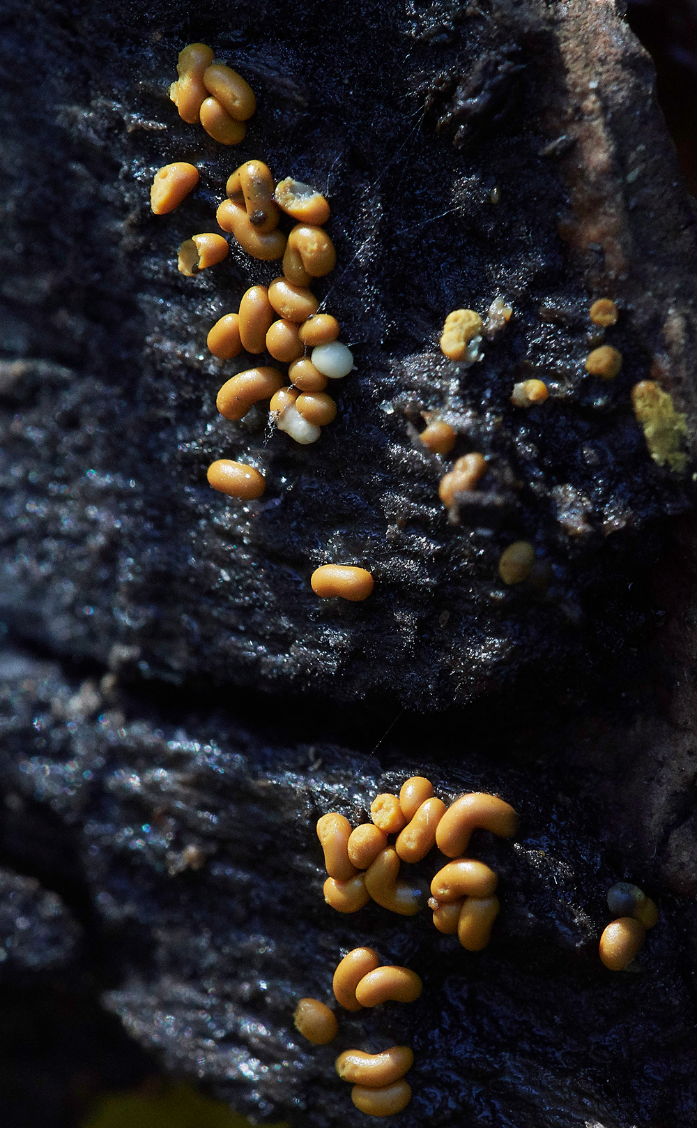 Guybon'sWoodShroom32171118-2