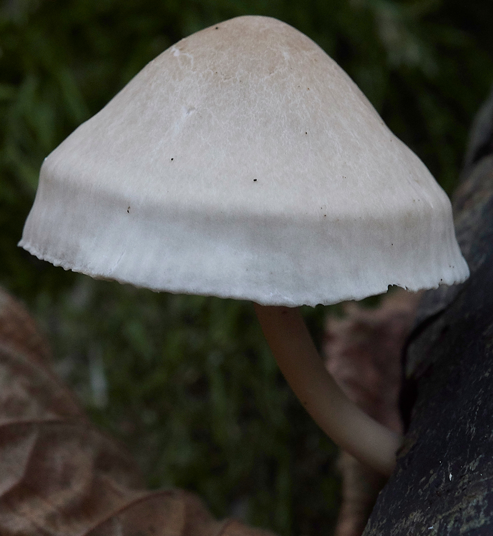Guybon'sWoodShroom34171118-1