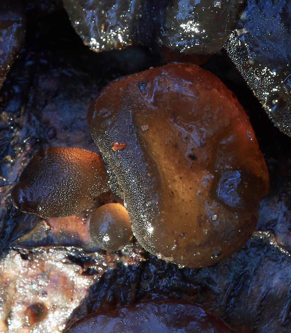 Guybon'sWoodShroom36171118-1