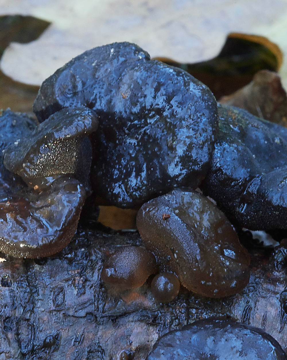 Guybon'sWoodShroom36171118-2