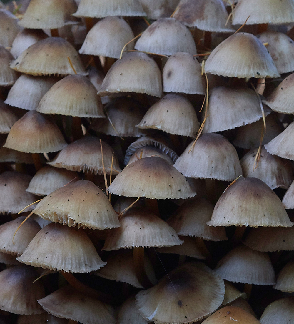 Guybon'sWoodShroom4171118-1