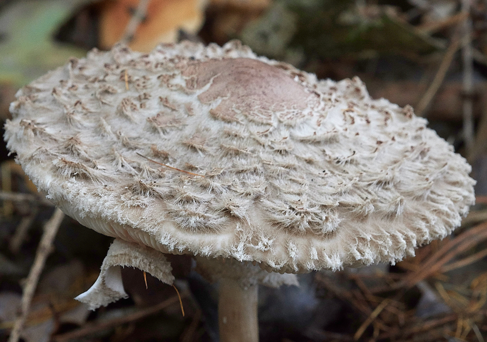 Guybon'sWoodShroom5171118-1