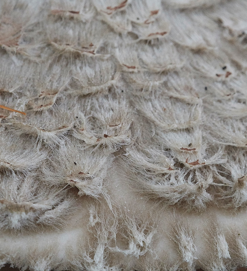 Guybon'sWoodShroom5171118-2