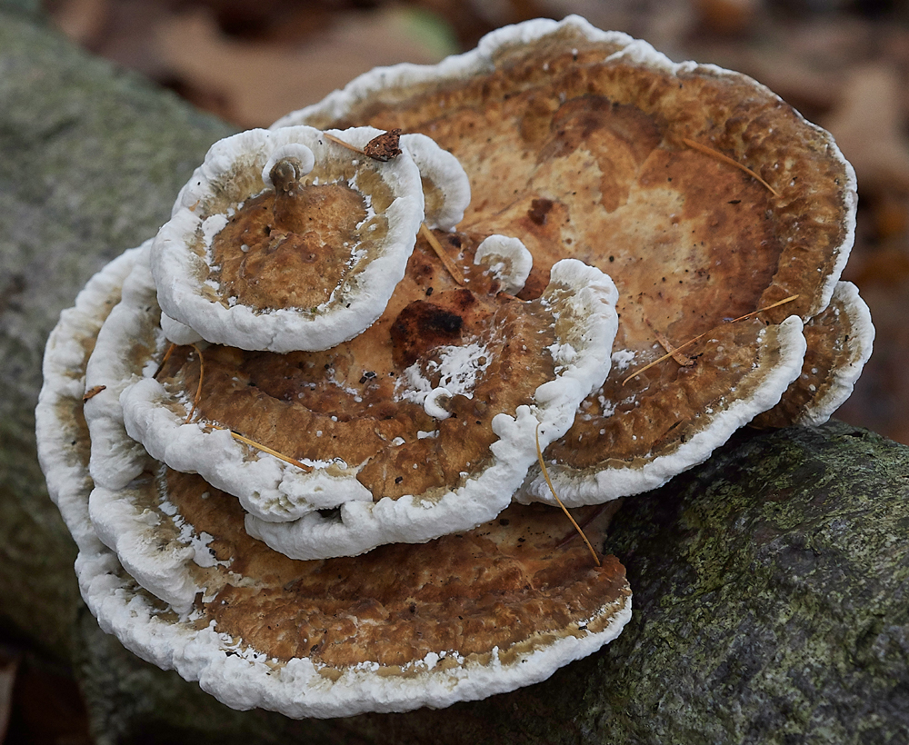 Guybon'sWoodShroom6171118-1