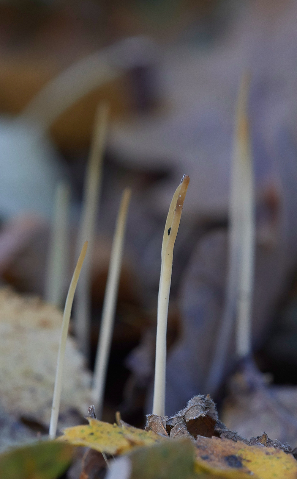 Guybon'sWoodShroom7171118-1