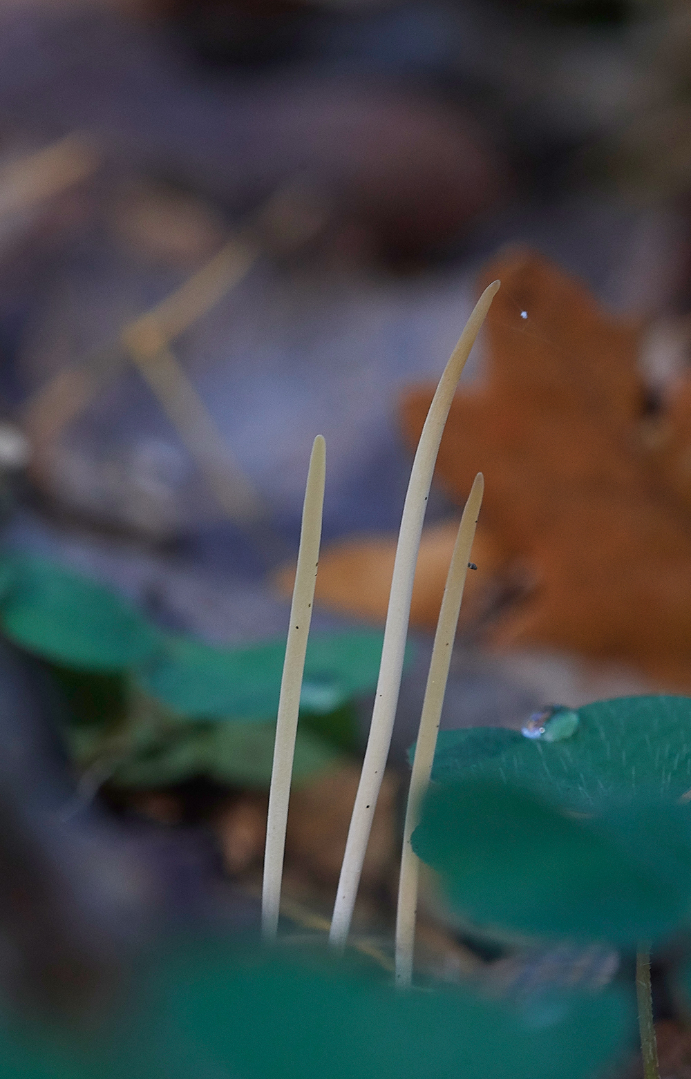 Guybon'sWoodShroom7171118-2