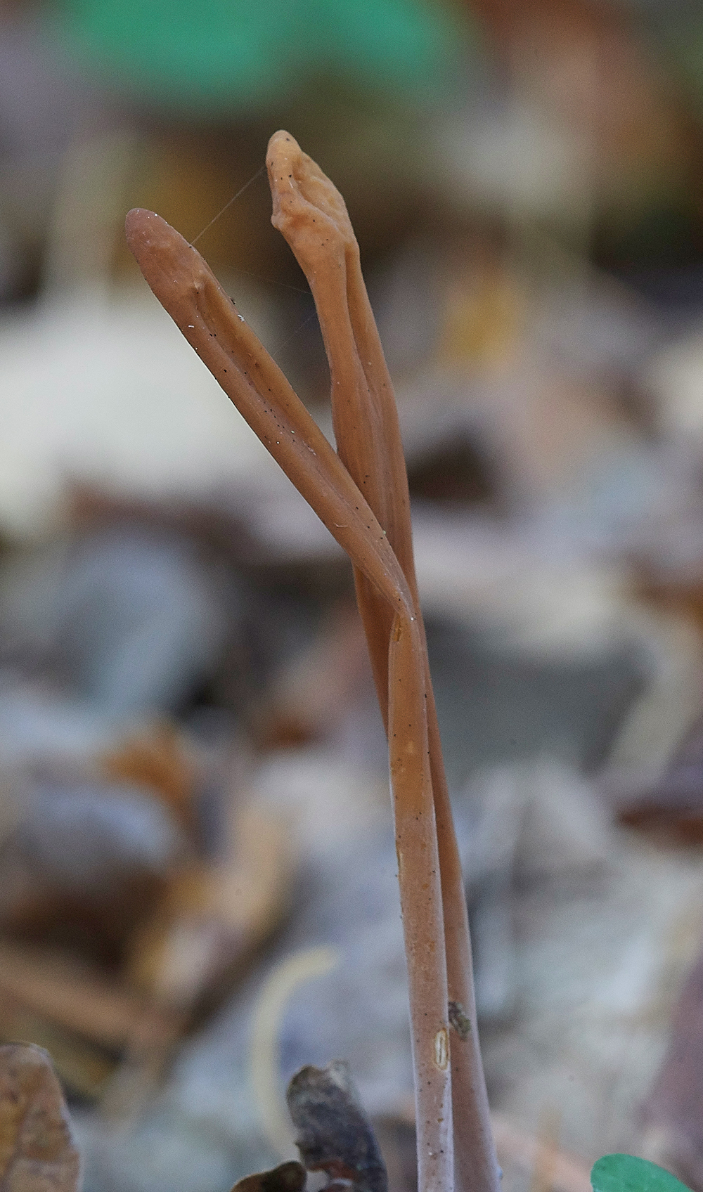 Guybon'sWoodShroom8171118-1