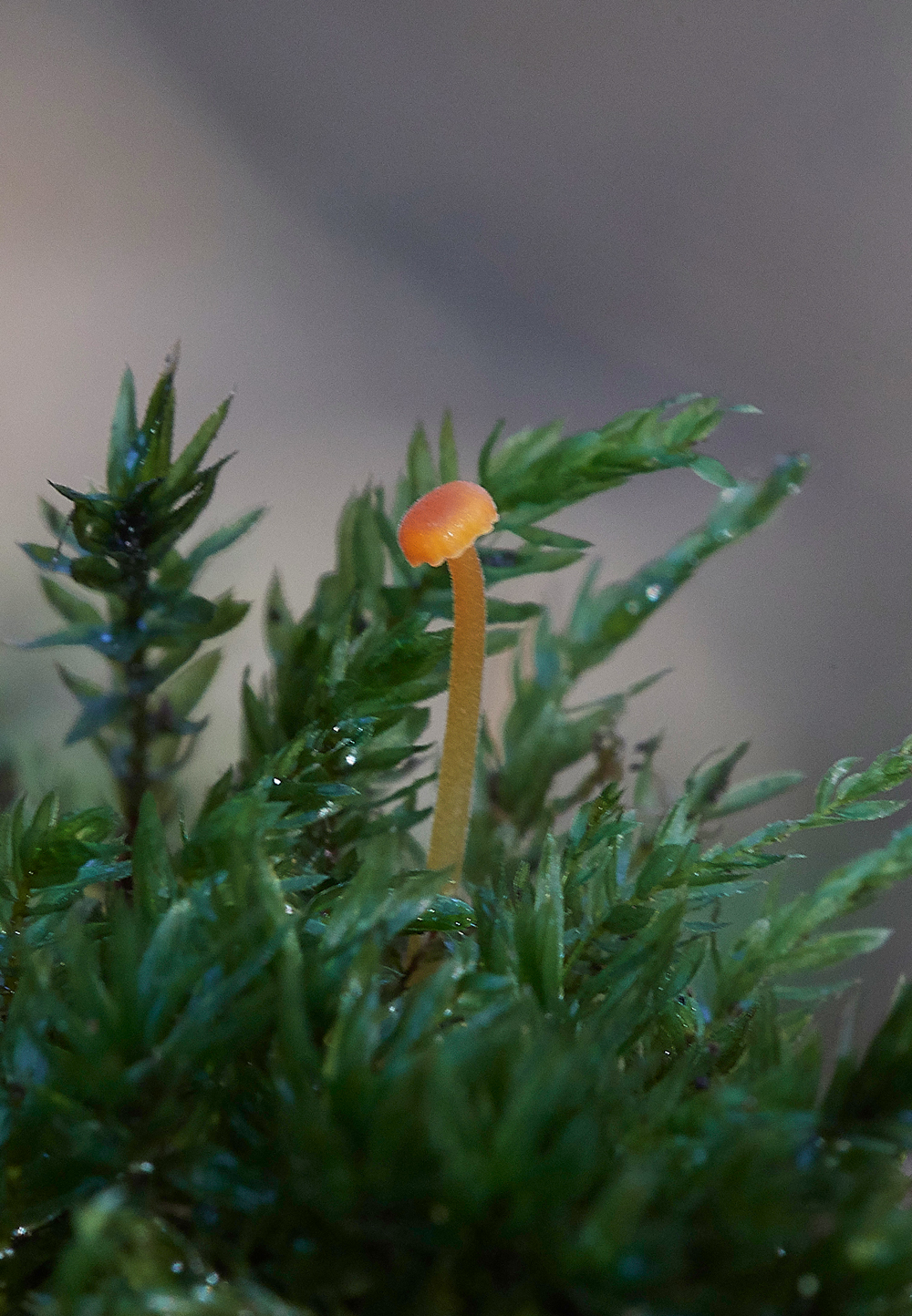 Guybon'sWoodShroom9171118-1