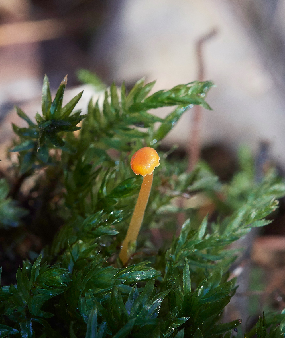 Guybon'sWoodShroom9171118-2